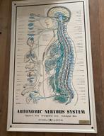 Oude medische poster anatomie zenuwstelsel ingekleurd, Met lijst, Ophalen of Verzenden, A1 t/m A3, Overige onderwerpen