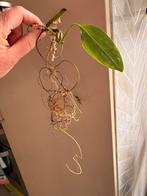 Cebu blue pothos stek geworteld, Ophalen of Verzenden, Halfschaduw, Minder dan 100 cm