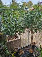 Laatste 4 hoge stam (170cm hoog) oleanders, roze / wit