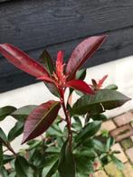 GLANSMISPEL, Photinia fraseri 'Carré Rouge' zeer mooi OP=OP!, Tuin en Terras, Ophalen, Overige soorten, Haag, Minder dan 100 cm