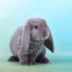 Franse hangoren, Dieren en Toebehoren, Mannelijk, Groot, Hangoor, 0 tot 2 jaar