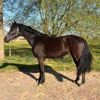 Veelbelovende 4 jr. Lord Europe merrie, Dieren en Toebehoren, Merrie, Dressuurpaard