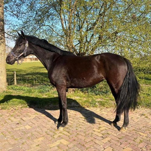 Veelbelovende 4 jr. Lord Europe merrie, Dieren en Toebehoren, Paarden, Merrie, Dressuurpaard