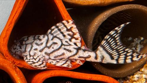 L nummers L-236 super white rb line 5 cm, Dieren en Toebehoren, Vissen | Aquariumvissen, Vis