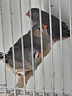 vogels, Meerdere dieren, Tropenvogel, Geringd