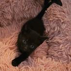 Lieve zwarte kittens katertje "mannentje", Dieren en Toebehoren, Katten en Kittens | Dekkaters