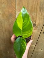 Strelitzia nicolai variegata plant aurea yellow lemon, Huis en Inrichting, Kamerplanten, Ophalen of Verzenden, Halfschaduw, Minder dan 100 cm