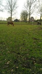 Weiland te koop gevraagd, 2 of 3 paarden of pony's