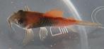 Corydoras orange Venezuela 6 euro p st//5 voor 25 euro, Dieren en Toebehoren, Vissen | Aquariumvissen, Vis