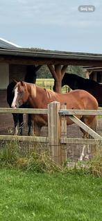 Allround/Pleasure Quarter Horse merrie (3 jaar), Merrie, Met stamboom, 3 tot 6 jaar, Westernpaard