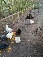 Haan en 4 kippen, Dieren en Toebehoren, Pluimvee, Meerdere dieren, Kip