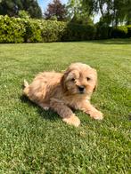 Maltipoo (Maltezer x Poedel) pups reutjes, Poedel, Nederland, CDV (hondenziekte), 8 tot 15 weken