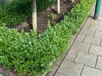 Ilex 'Caroline Upright'. DE Buxusvervanger!! Vanaf € 1,69, Ophalen, Buxus, Haag, Minder dan 100 cm