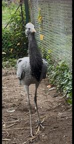 Jufferkraanvogel 2025, Dieren en Toebehoren, Pluimvee, Geslacht onbekend, Overige soorten