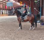Super knappe allrounder te koop!, Dieren en Toebehoren, Pony's, Ruin, Met stamboom, 3 tot 6 jaar