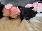 Super leuke kruising chihuahua x toy poedel pups, Dieren en Toebehoren, Honden | Chihuahua's en Gezelschapshonden, Poedel, 8 tot 15 weken