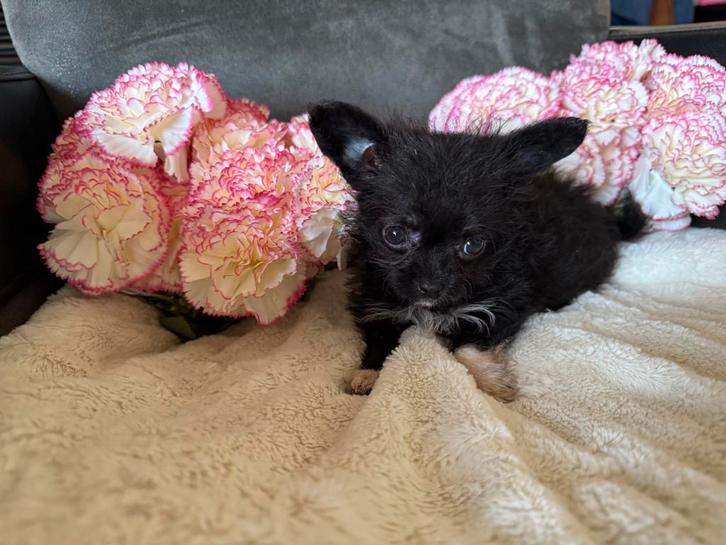 Super leuke kruising chihuahua x toy poedel pups, Dieren en Toebehoren, Honden | Chihuahua's en Gezelschapshonden, Meerdere dieren