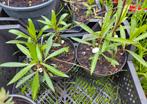 Tuin = Plant MJ = Guldenroede - Solidago - S, Ophalen, Vaste plant, Overige soorten