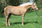 Zeer chique palomino Welsh D pony, Dieren en Toebehoren, B, Merrie, Gechipt, 7 tot 10 jaar