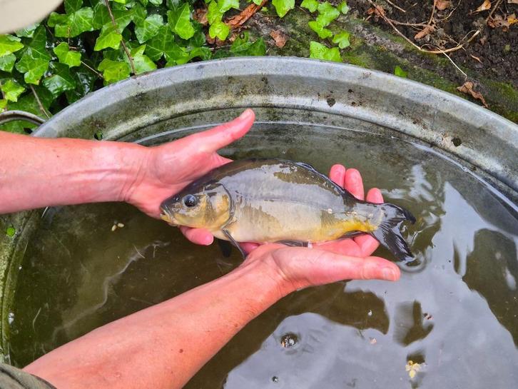 Spiegelkarpertjes, rijen, leder,karper., Dieren en Toebehoren, Vissen | Vijvervissen, Karper of Koi