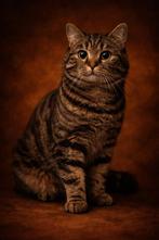 Ter dekking... black tabby