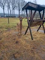 Alpaca hengst, Mei, Mannelijk