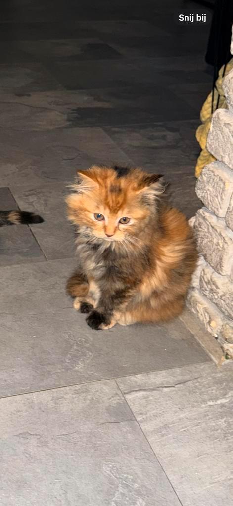 Britse kort/lang haar te koop, Dieren en Toebehoren, Katten en Kittens | Overige Katten, Poes