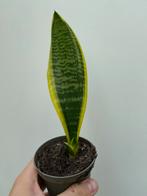 Bonte Sanseveria - Kamerplant, Ophalen, Overige soorten, Halfschaduw, In pot