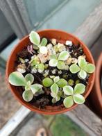 Potje vol kalanchoe pink butterfly, Ophalen of Verzenden, Halfschaduw, Minder dan 100 cm