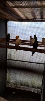 Kakariki parkieten, Meerdere dieren, Parkiet, Geringd