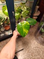 Monstera Lime, Ophalen of Verzenden, Halfschaduw, Minder dan 100 cm
