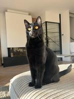 Bowie - Kater -  1.5 jaar oud - herplaatsen, Dieren en Toebehoren, Katten en Kittens | Raskatten | Korthaar, Kater, Gechipt, 0 tot 2 jaar