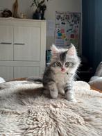 Super lieve aanhankelijke Maine Coon kittens, Meerdere dieren, Gechipt