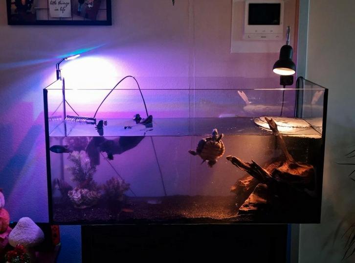**Te koop: Aquarium met schildpadden en cichliden**, Dieren en Toebehoren, Reptielen en Amfibieën, Schildpad