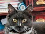 Halflangharige poes, Dieren en Toebehoren, Katten en Kittens | Overige Katten, Poes, Langharig, 0 tot 2 jaar