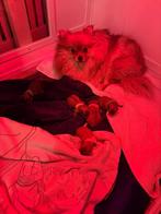 Mini Pomeriaan puppy,s met fci stamboom ( geboren ), Keeshond, 15 weken tot 1 jaar, CDV (hondenziekte), Geslacht onbekend