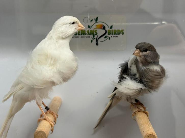 Noord hollandse frise kanaries, Dieren en Toebehoren, Vogels | Kanaries, Postuurkanarie, Meerdere dieren