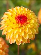 Dahlia Mardy Gras knollen, Ophalen of Verzenden, Voorjaar, Volle zon, Knol