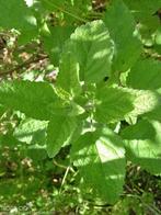 Melissa officinalis – Citroenmelisse, Bio, Volle zon, Vaste plant, Ophalen of Verzenden, Kruiden