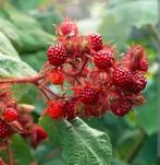 Japanse wijnbes, Ophalen, Vaste plant, Fruitplanten, Halfschaduw