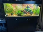 Compleet juwel rio 240, Ophalen of Verzenden, Zo goed als nieuw, Leeg aquarium