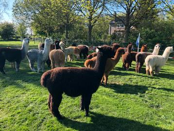 Verkoop Alpaca kudde. Stamboek merrie ‘s en hengsten. beschikbaar voor biedingen