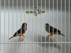 Timor zebravink - Taeniopygia guttata, Meerdere dieren, Tropenvogel