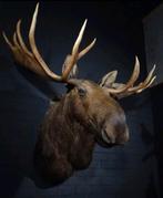 Canadezen Eland/ Elk/ Moose, Huis en Inrichting, Woonaccessoires | Overige, Ophalen, Zo goed als nieuw