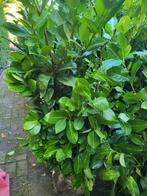 Laurierstruiken voor de haag,   en thuja smaragd  coniferen, Ophalen, Laurier, Haag, 100 tot 250 cm