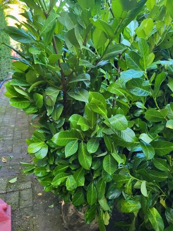 Laurierstruiken voor de haag,   en thuja smaragd  coniferen beschikbaar voor biedingen