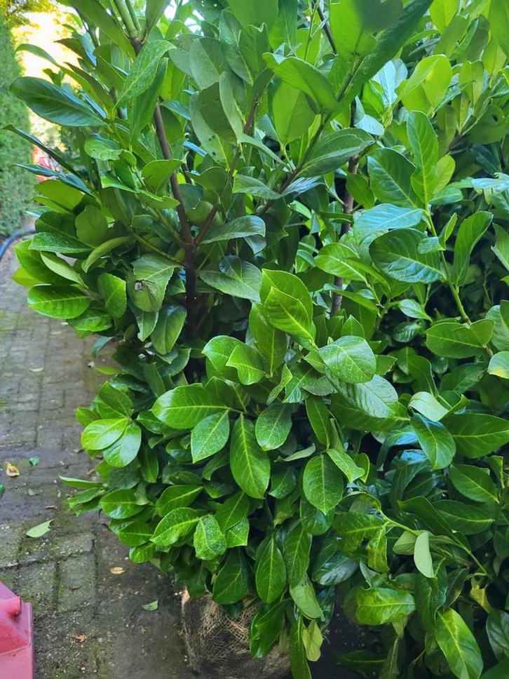 Laurierstruiken voor de haag,   en thuja smaragd  coniferen, Tuin en Terras, Planten | Struiken en Hagen, Haag, Laurier, 100 tot 250 cm