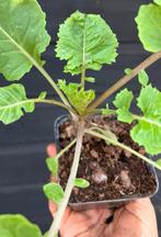 Kalette/broccoli-spruitje, Ophalen, Volle zon, Groenteplanten, Eenjarig