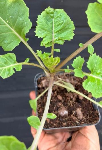 Kalette/broccoli-spruitje beschikbaar voor biedingen