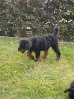 Appendoodle pups doodle, Overige rassen, CDV (hondenziekte), 8 tot 15 weken, Meerdere